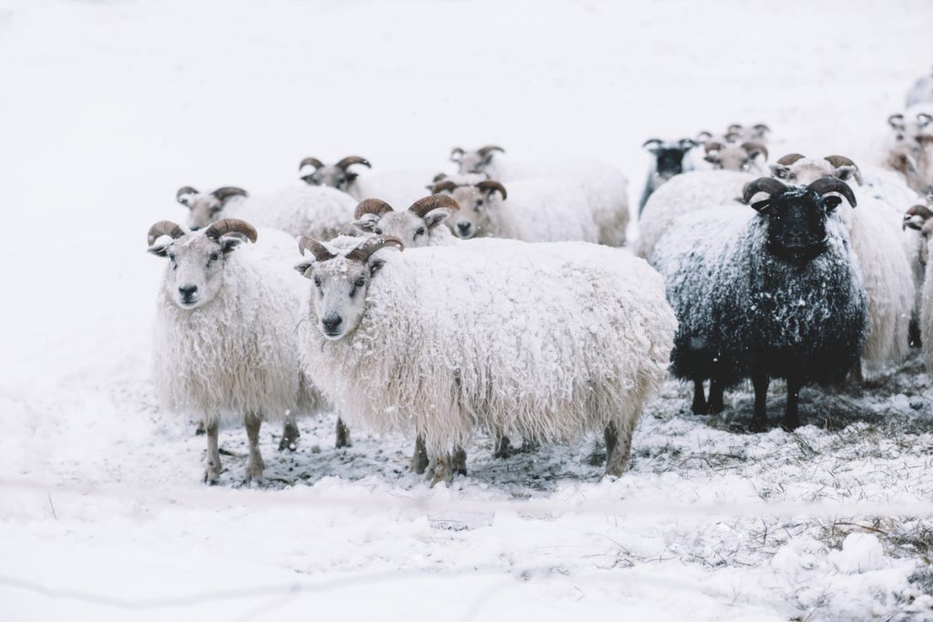 Islandské ovce v zimě