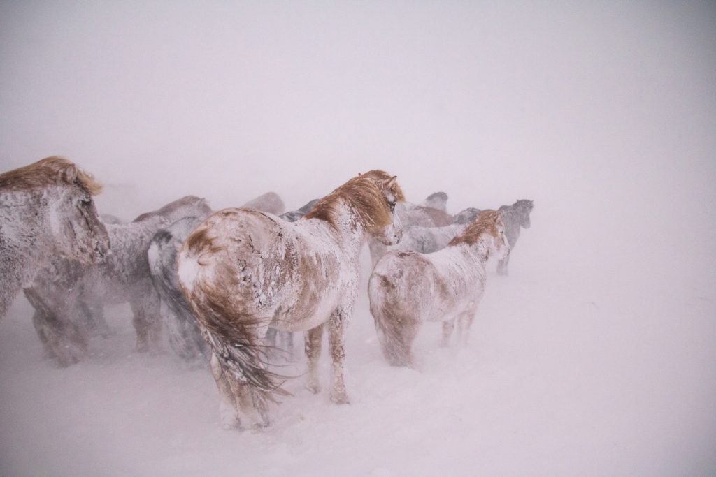 Islandští koně ve sněhové bouři