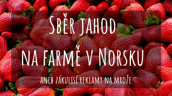 Práce na farmě v Norsku sběr jahod