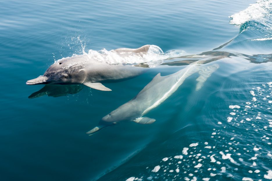 Omán bez cestovky: Delfíni v Musandamu
