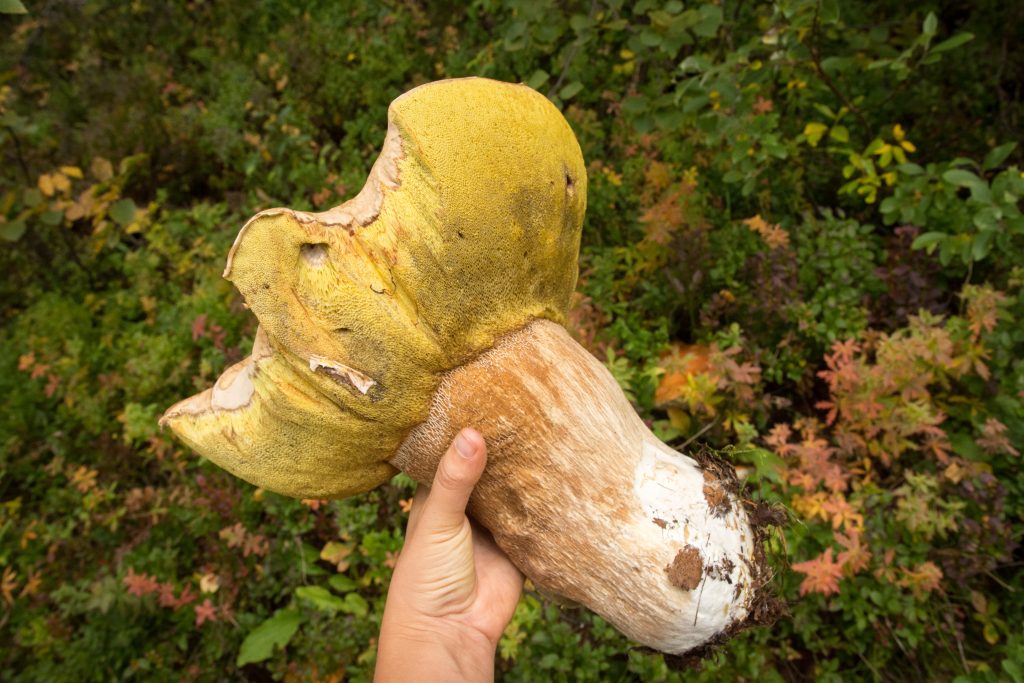 Kempování v Norsku: Největší houba na světě