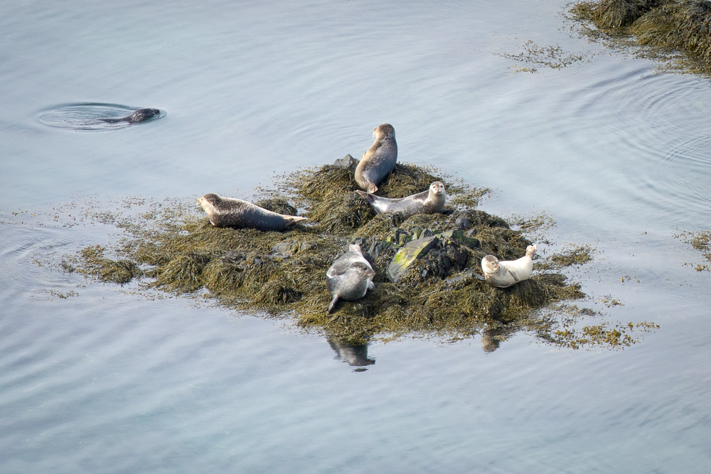 Islandský cestopis: tuleni poblíž Bakkagerdi Island východní fjordy