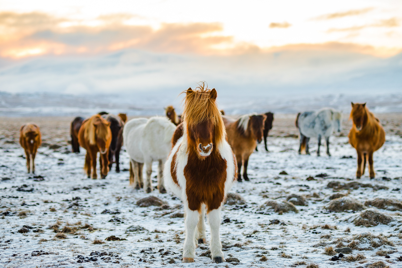 Island v zimě itinerář:  Nejkrásnější místa jižního Islandu