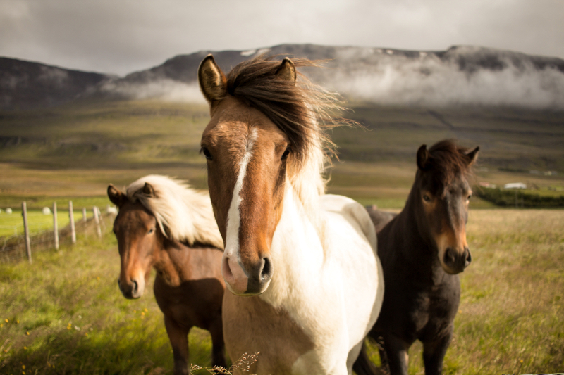 Island koně