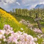 Spring in Norway: The fruit orchards blossoming in Hardangerfjord