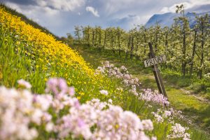 Spring in Norway: The fruit orchards blossoming in Hardangerfjord