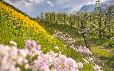 Nejkrásnější jaro v Norsku? Jeďte do Hardangeru, když rozkvetou sady.