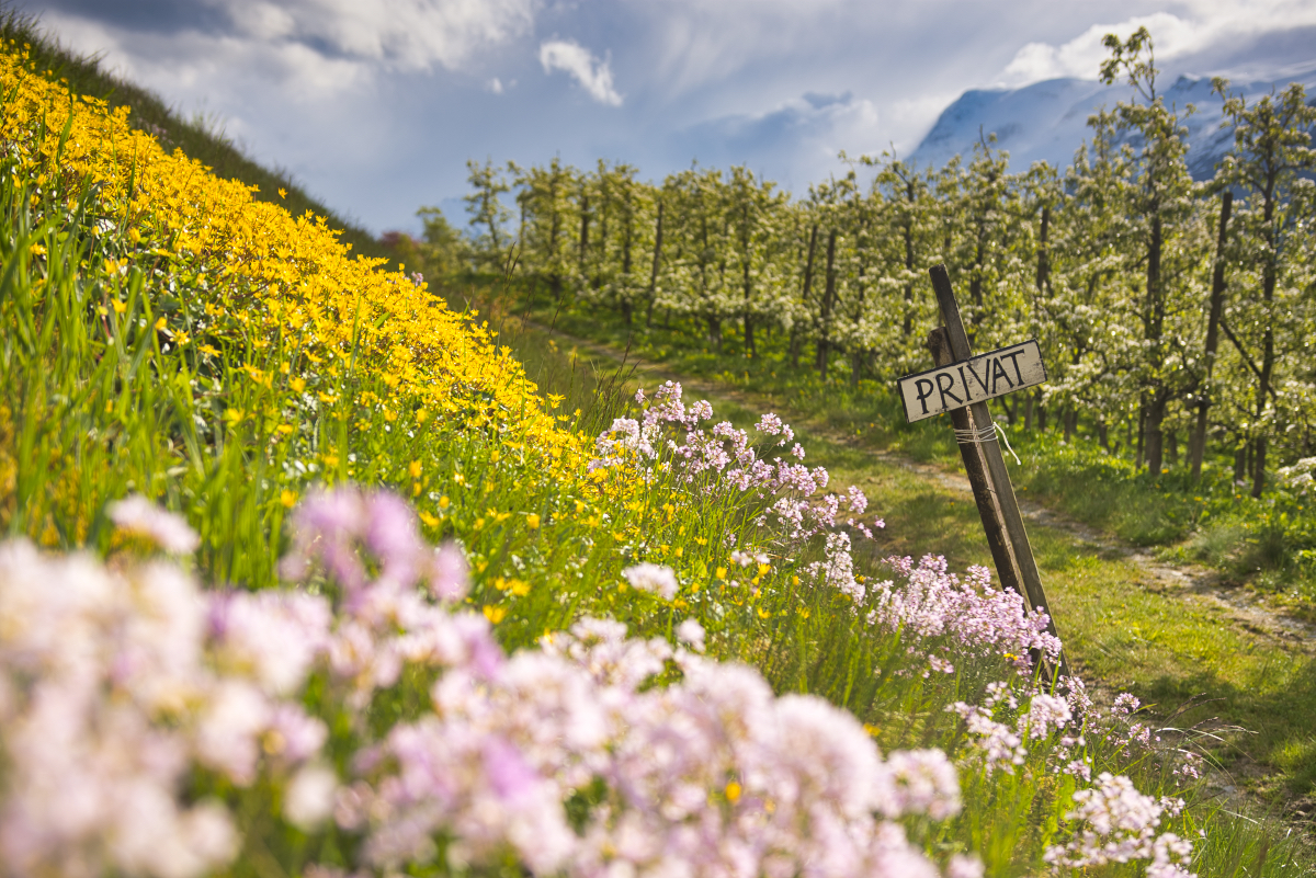 Nejkrásnější jaro v Norsku? Jeďte do Hardangeru, když rozkvetou sady.