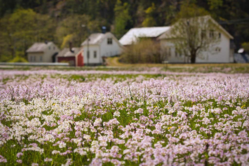 Jaro v Norsku: Rozkvetlé louky v údolí Oddadalen