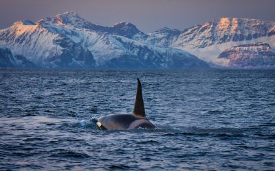 Velryby v Norsku: Zimní výprava za kosatkami a keporkaky na Skjervøy