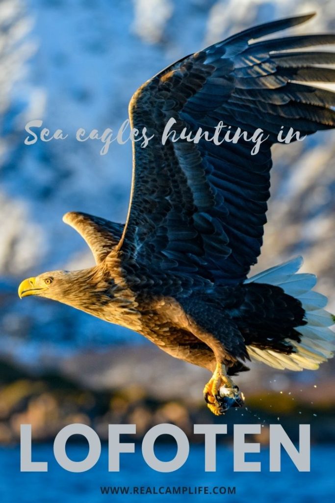 The story of hunting sea eagles in Lofoten