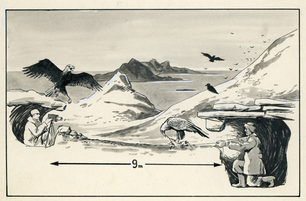 Traditional sea eagle hunting in Lofoten