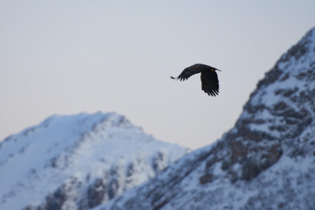 Sea eagle in Lofoten Norway in natural habitat hunting for fish