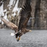 White tailed eagle (sea eagle) in Lofoten Norway