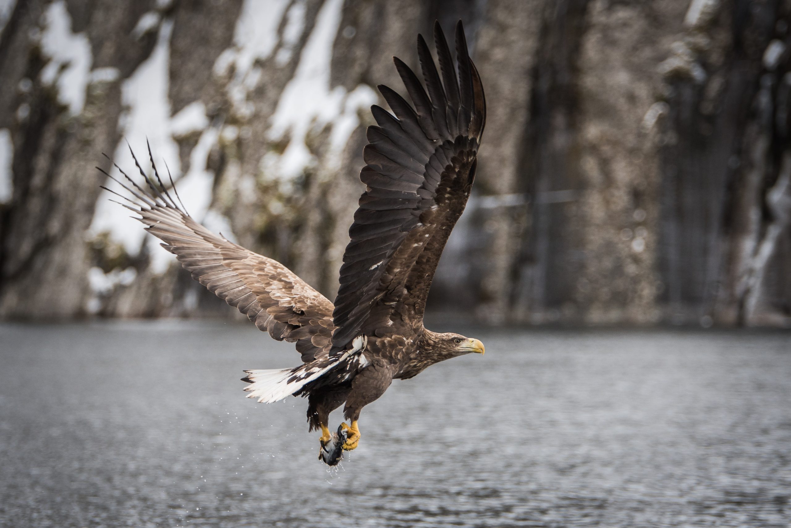 Sea Eagles in Lofoten: The Incredible Comeback of a Nearly Extinct Species
