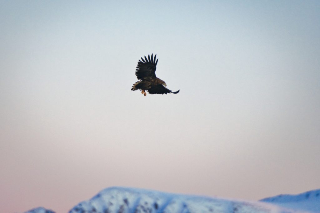 White tailed eagle in Lofoten Norway in natural habitat hunting for fish3